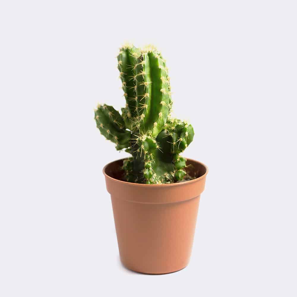 Mini San Pedro Cactus-爱帮您