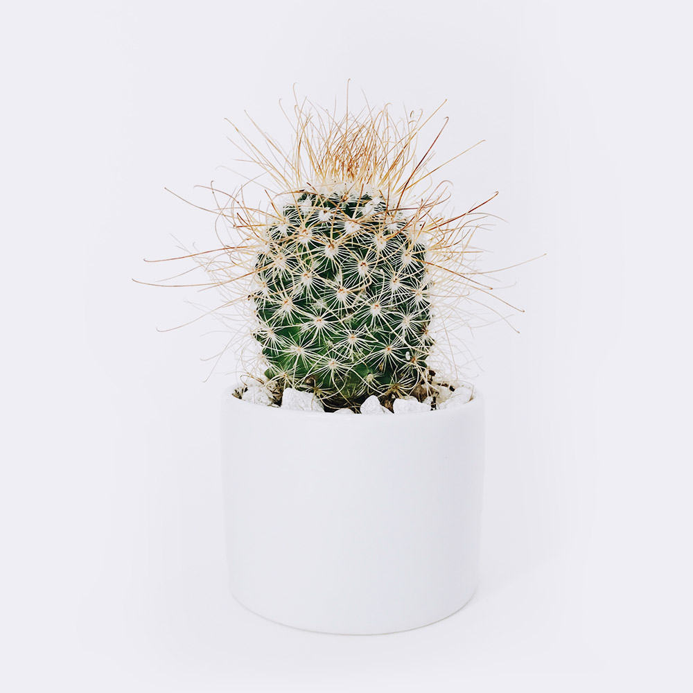 Ball Cactus-爱帮您
