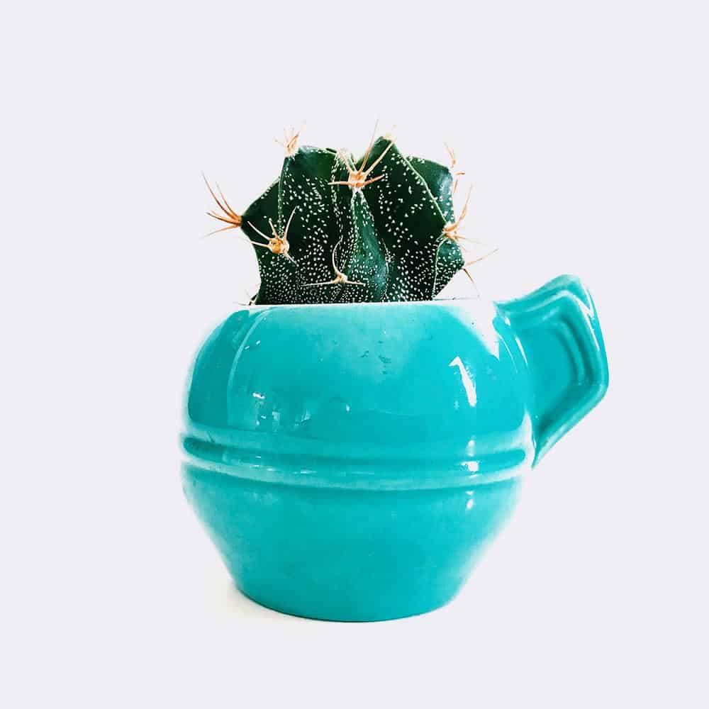 Mini Astrophytum-爱帮您