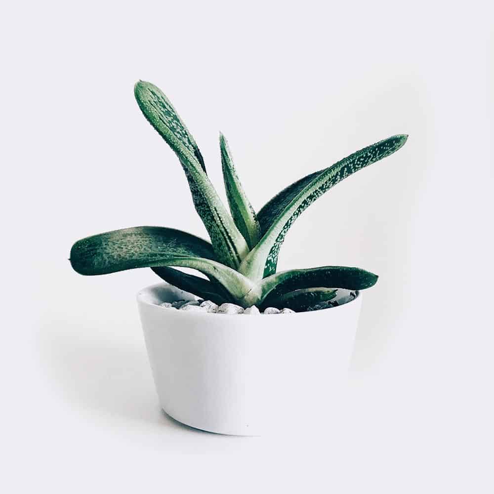 Boncellensis Secullant-爱帮您