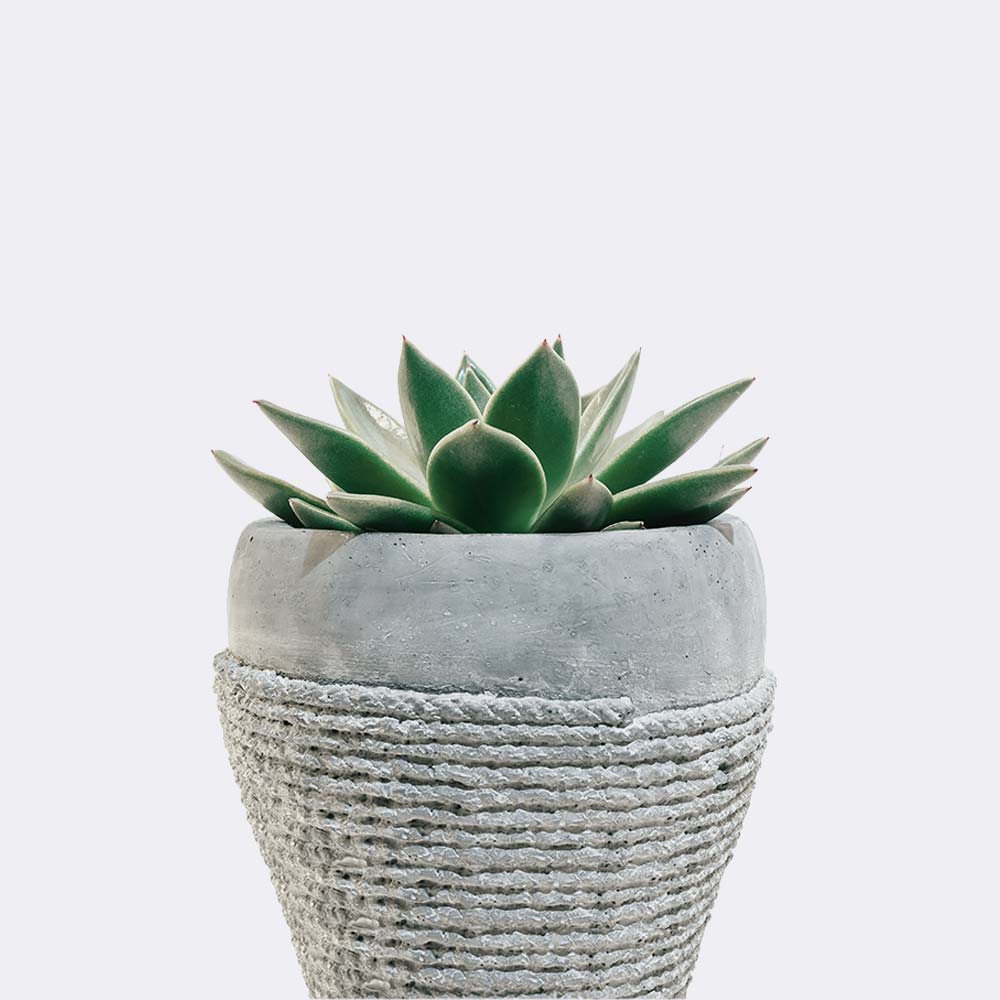 Green Soil Lotus-爱帮您