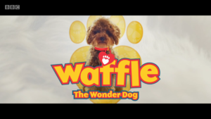 BBC英语纪录片Waffle the Wonder Dog神奇狗狗，适合0-10岁，全1-4季共60集，1080P高清视频带英文字幕，百度网盘下载！-爱帮您